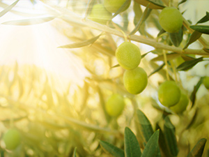 История оливкового масла