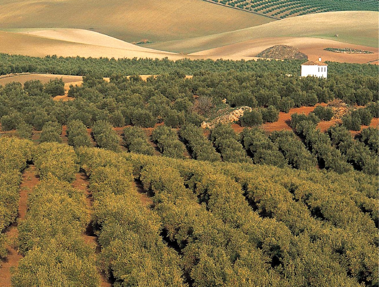 Испания — столица оливкового масла